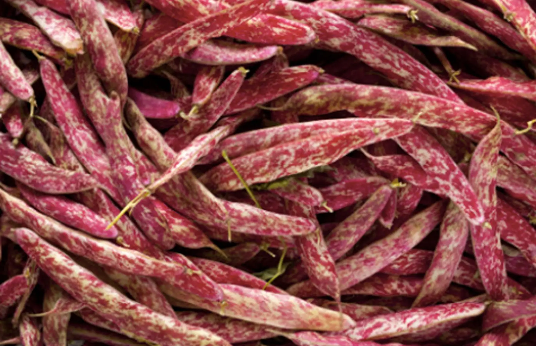 haricots rouge à écosser