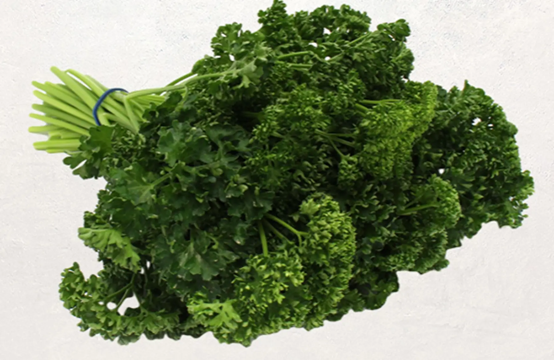 persil frisé frais en bouquet