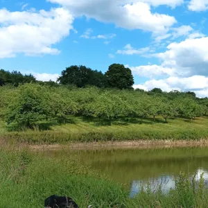 CIDRERIE ET RUCHERS SARTHOIS