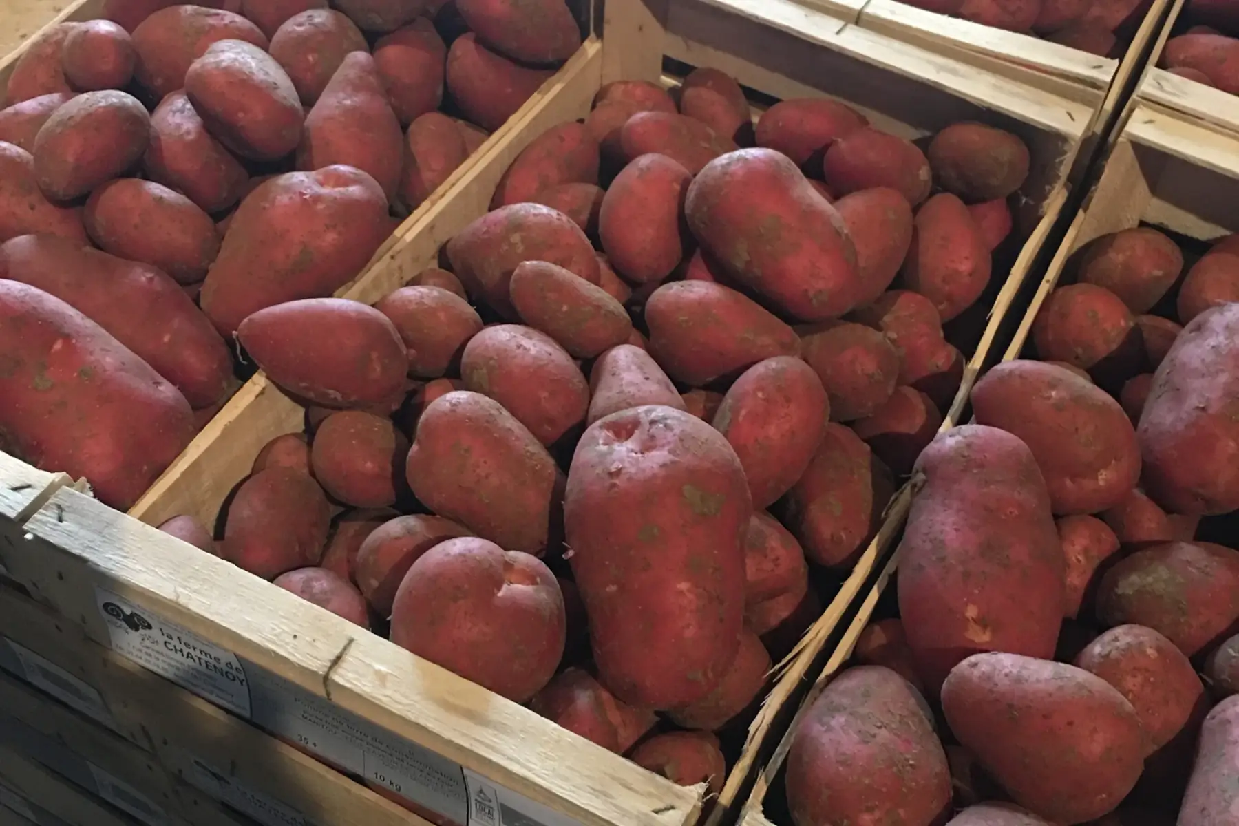 Pomme de terre Alouette peau rouge (chair polyvalente)