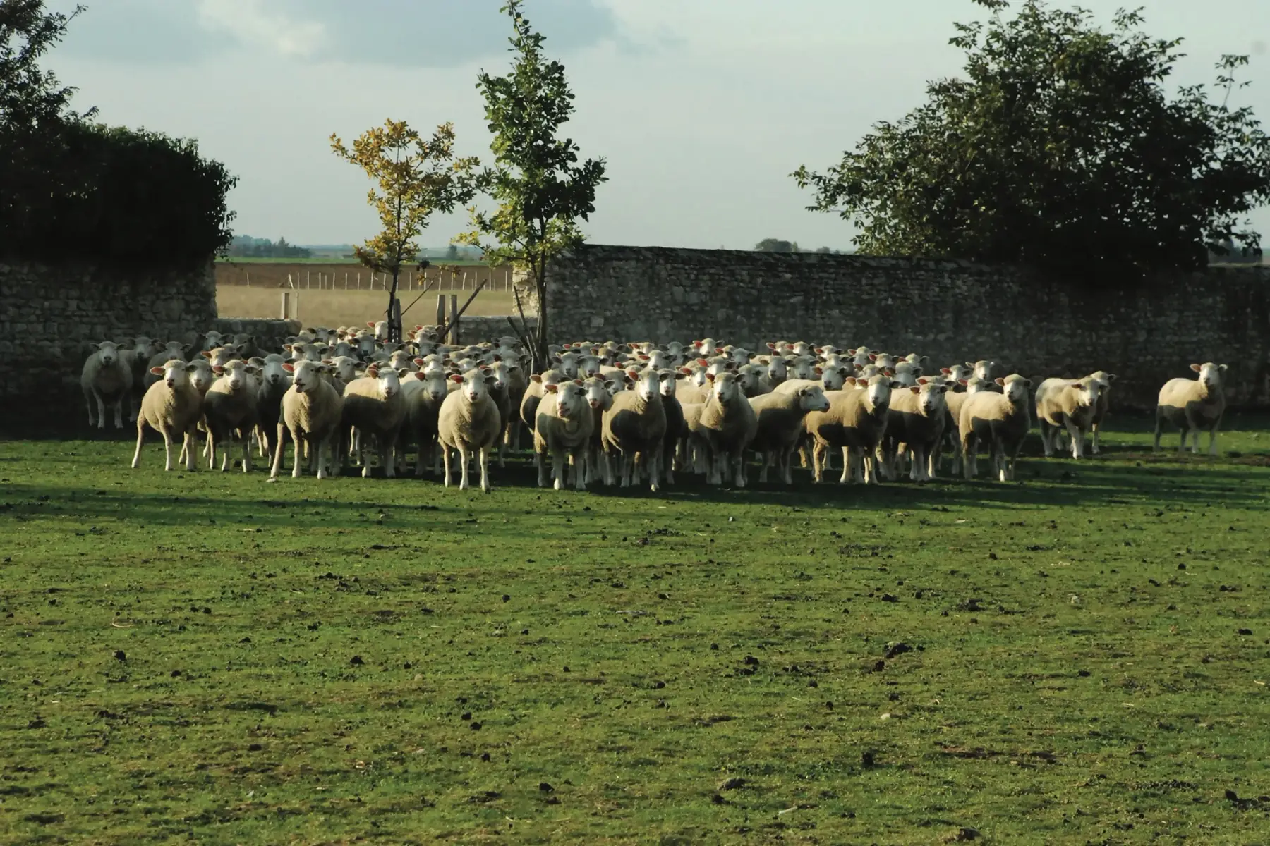 colis d'agneau biologique