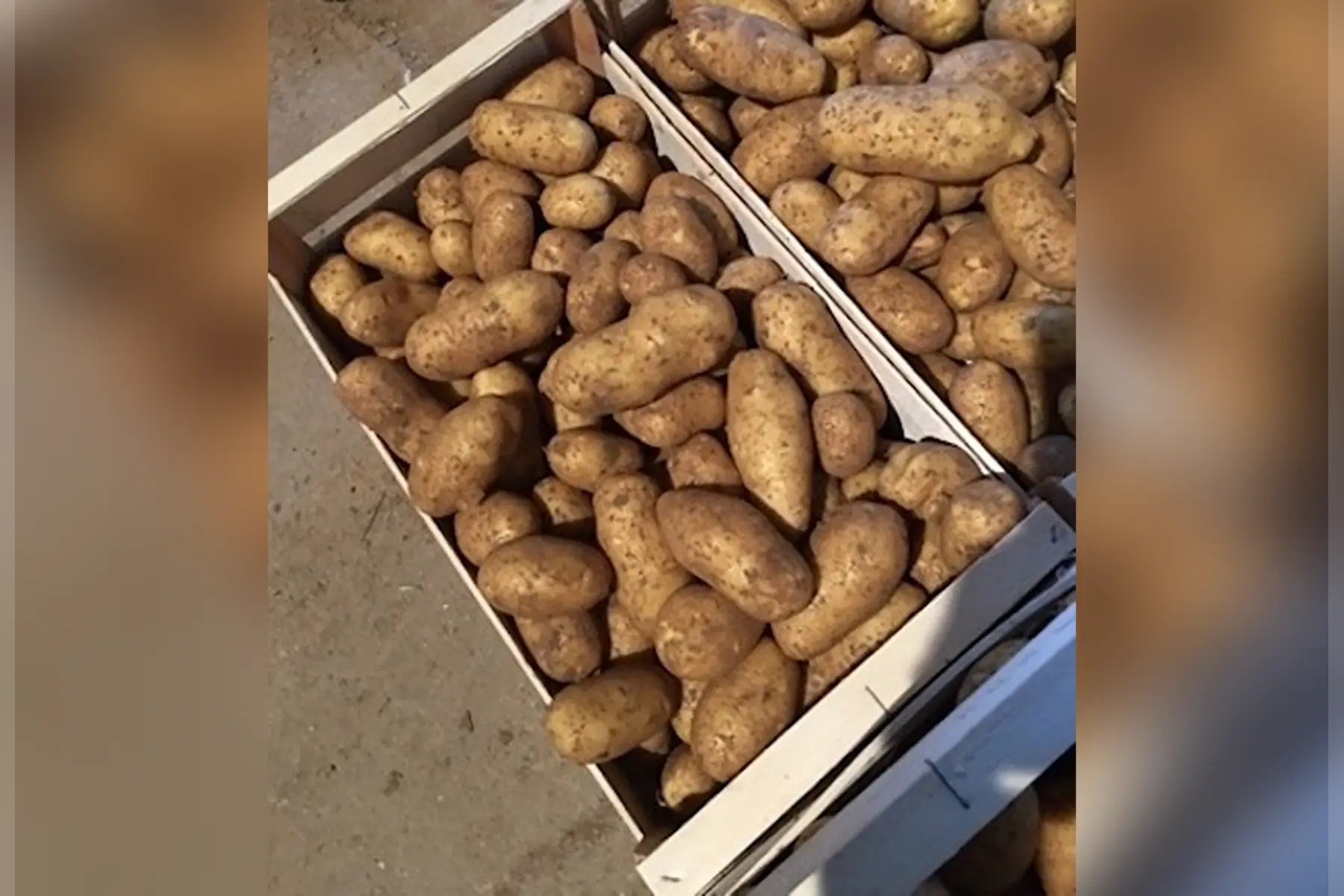 Pomme de terre Goldmarie (chair ferme). Un vrai bonbon !