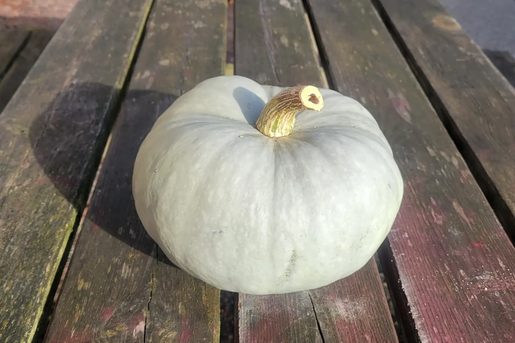 potiron bleu de hongrie bio