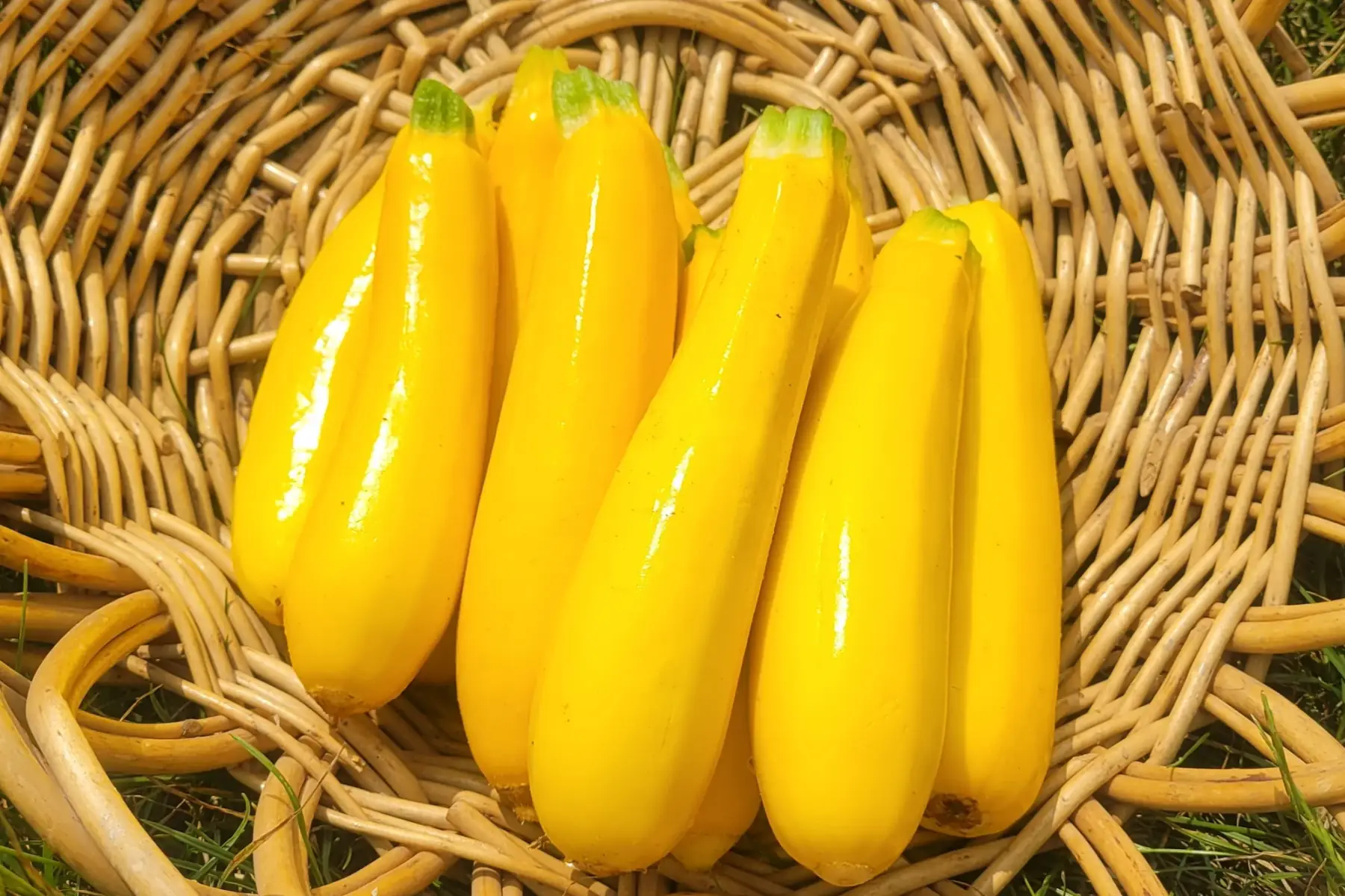 courgettes jaunes bio