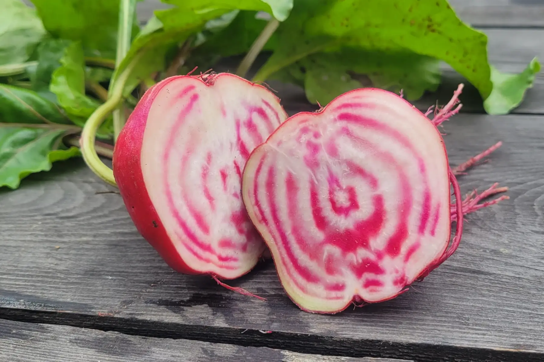betterave chioggia bio