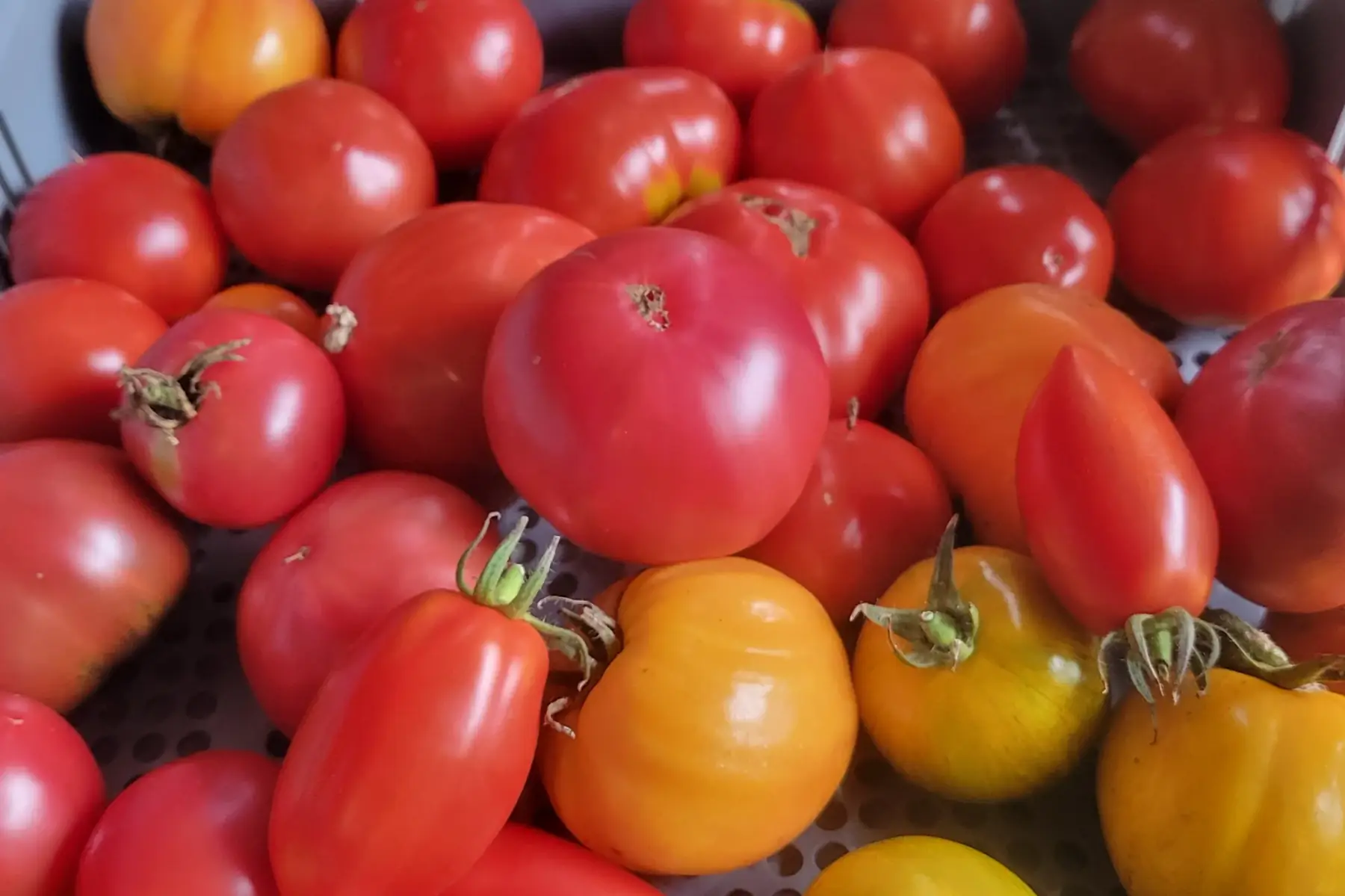 tomates anciennes bio