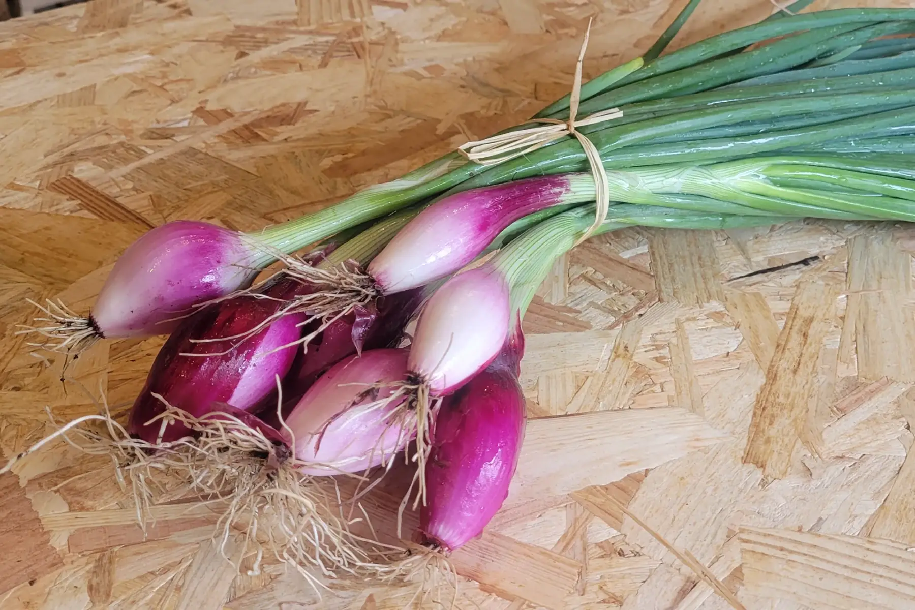 botte d'oignons rouges nouveaux bio