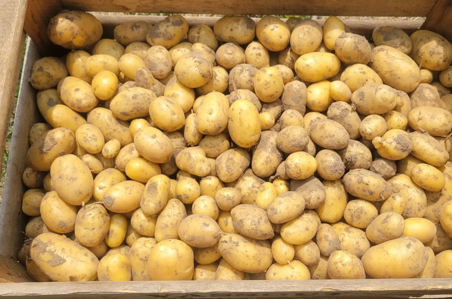 pommes de terre bio - variété margod calibre moyen