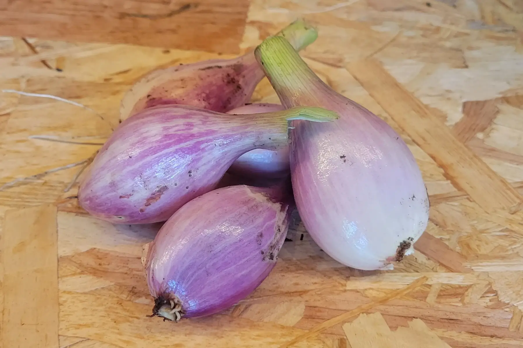 échalotes fraiches bio