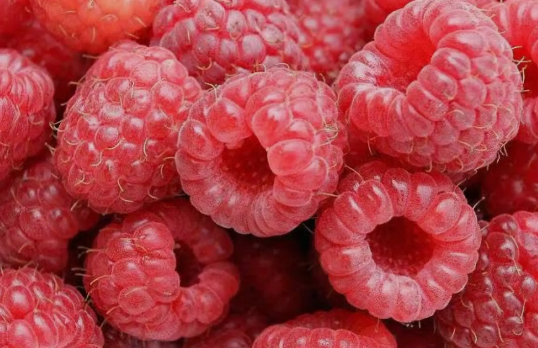 framboises bio