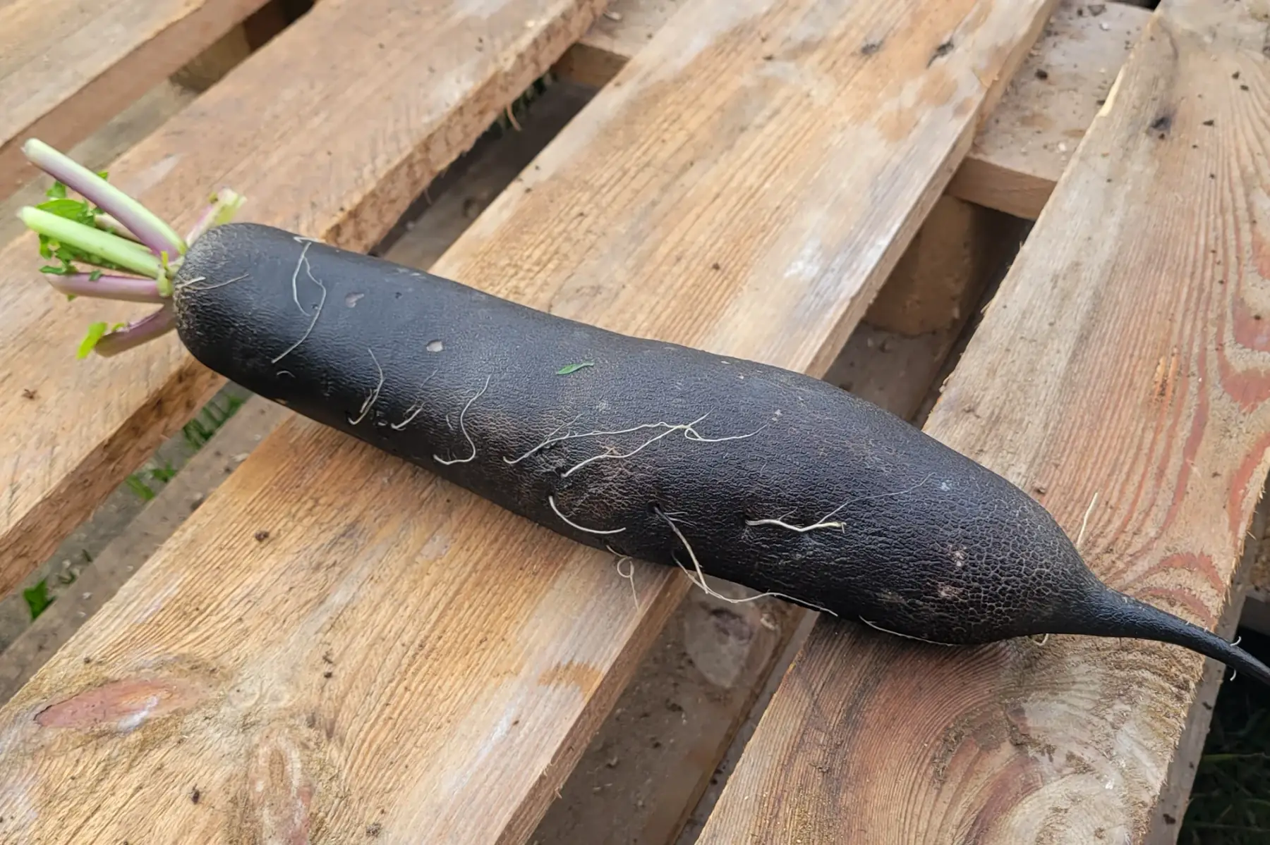 radis noir bio (grand)