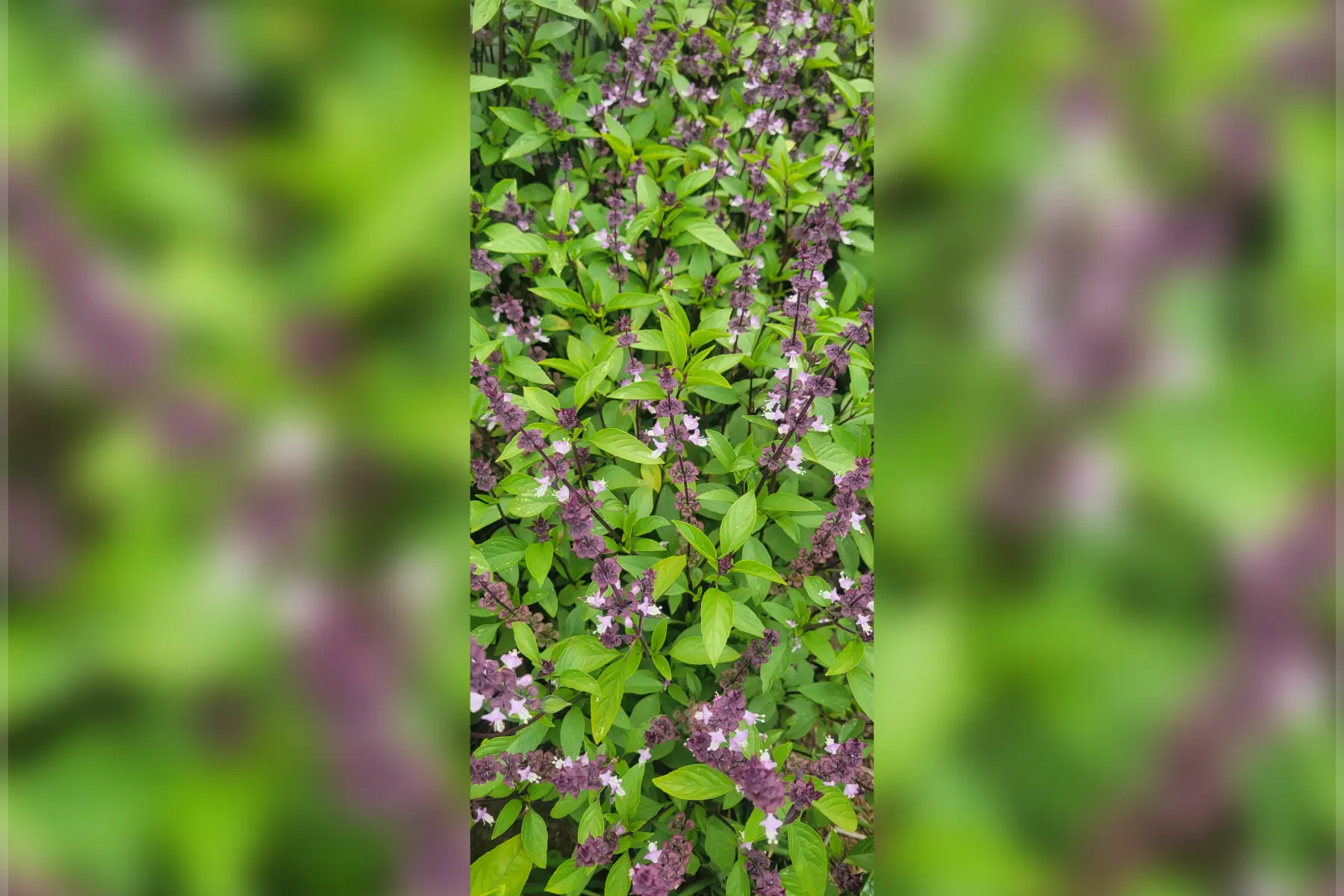 bouquet basilic thai bio