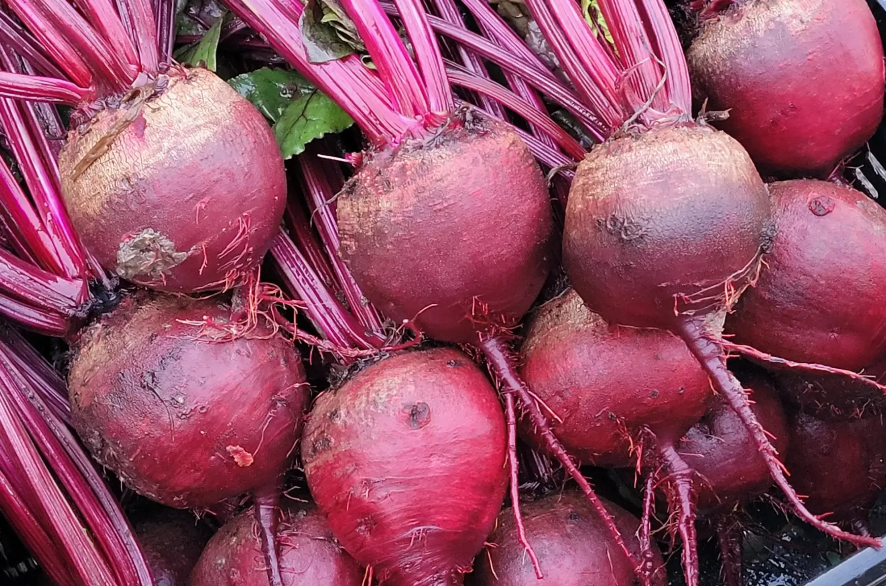 betteraves rouges bio