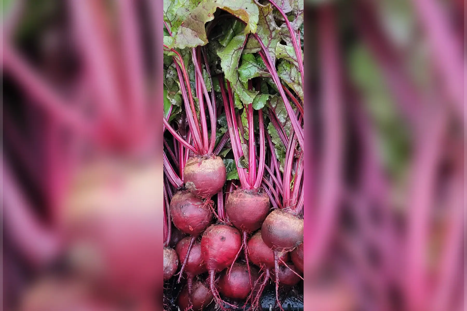 botte jeunes betteraves bio