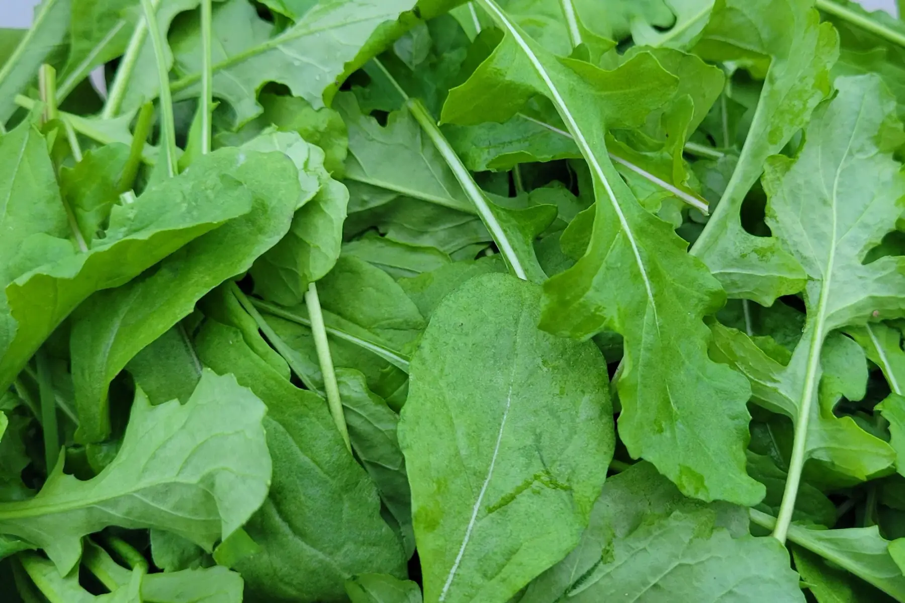 roquette