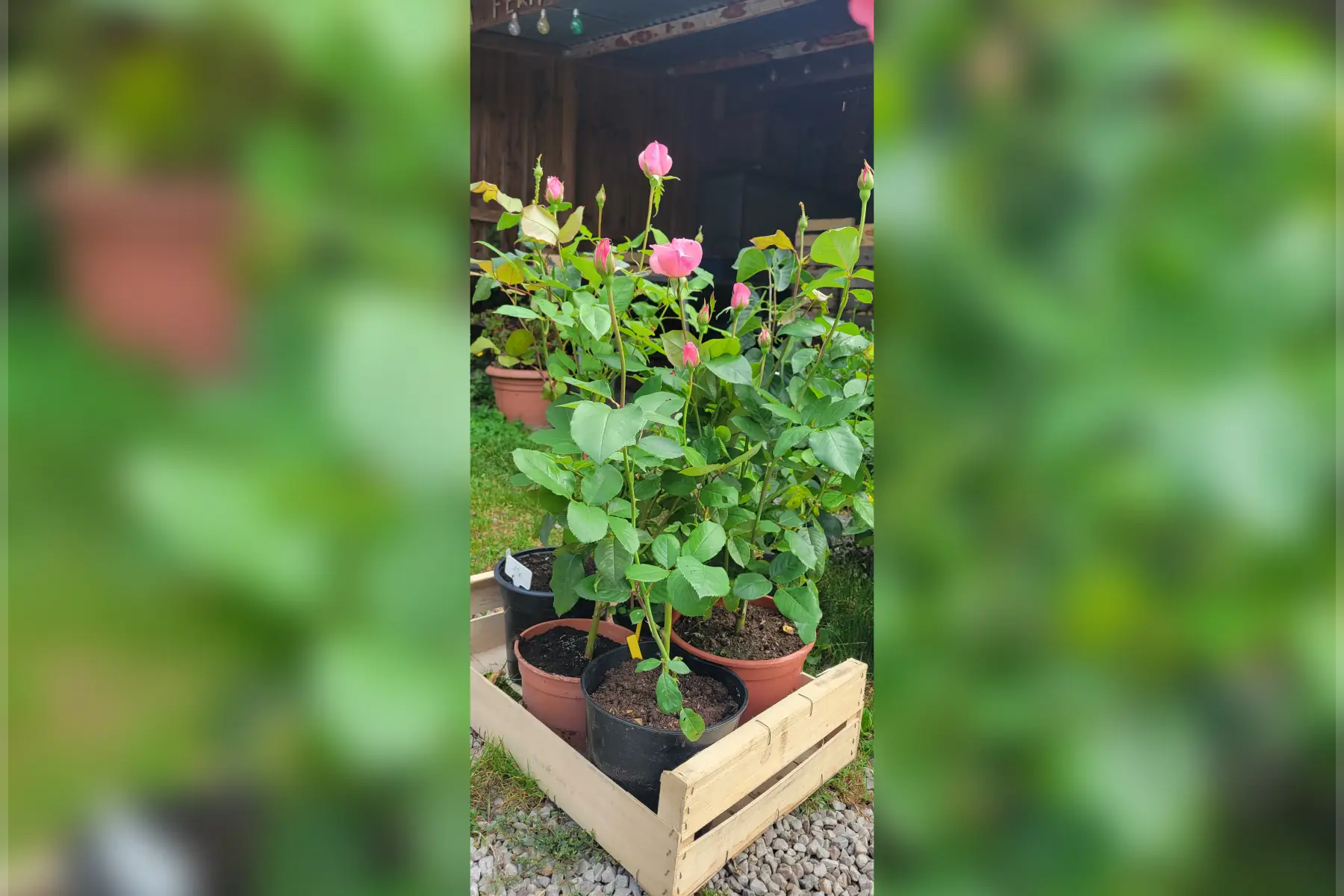 rosier rose pâle, port droit & remontant