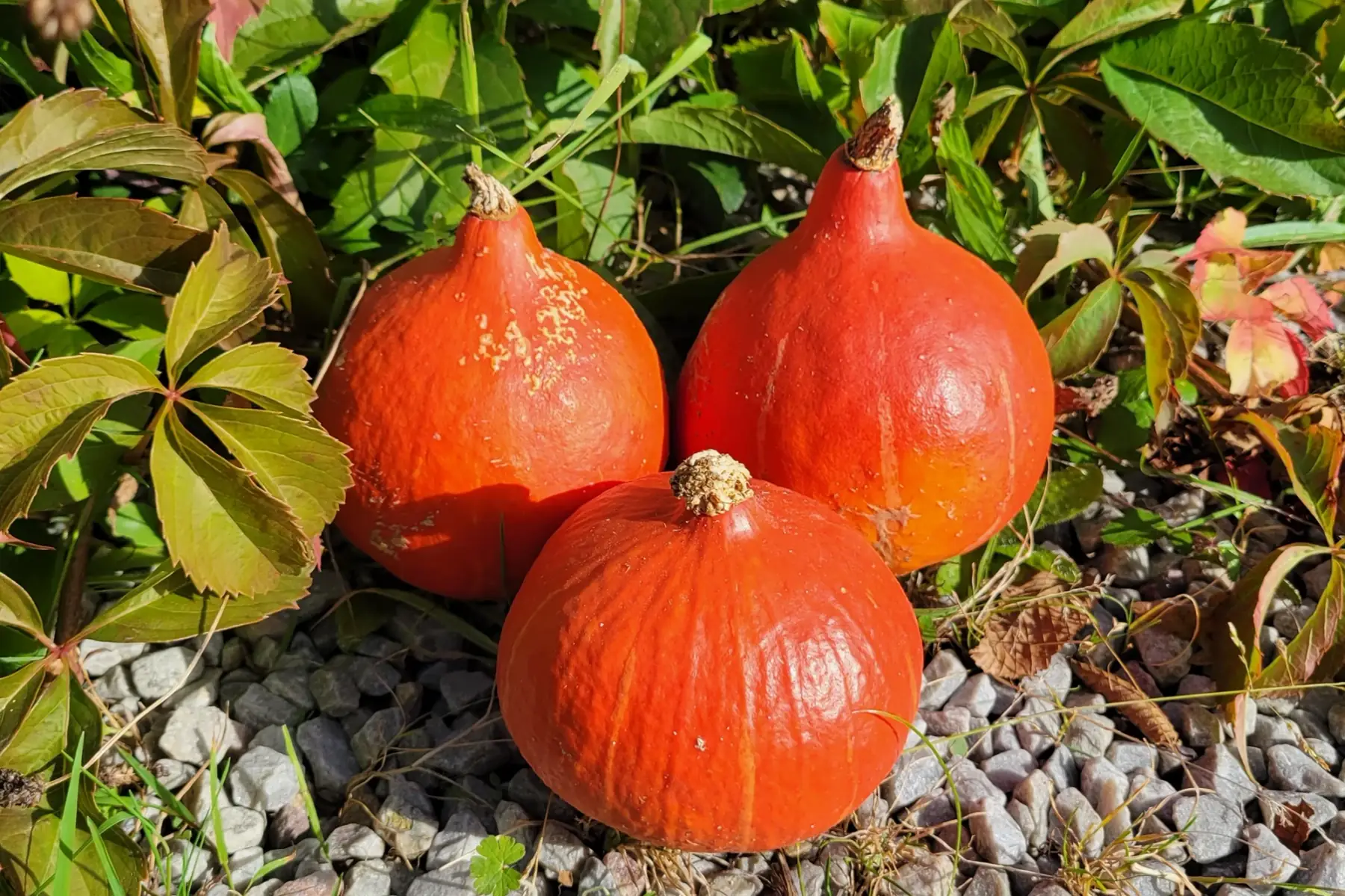 potimarron mini bio à farcir