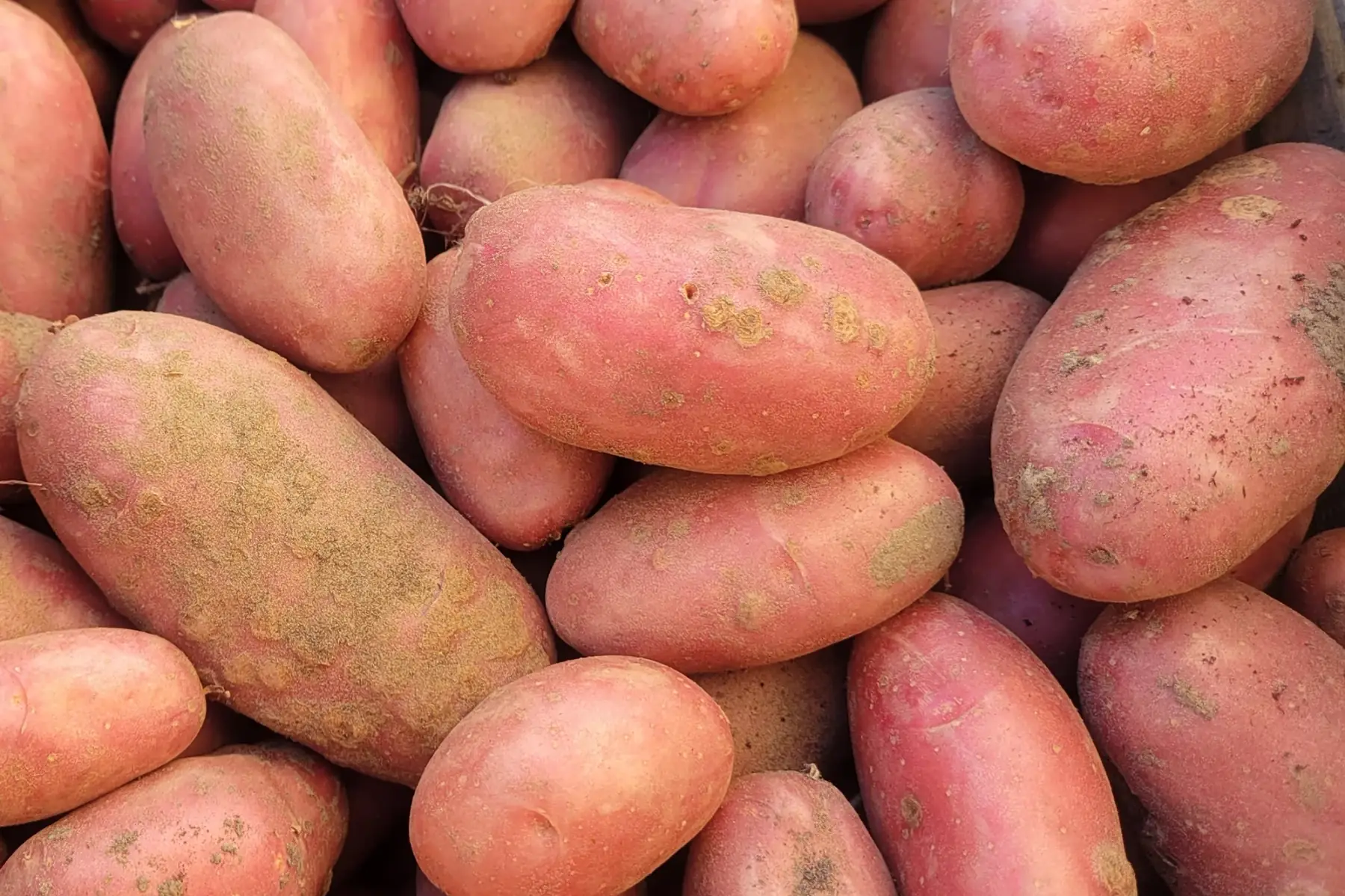 pommes de terre nouvelles bio - variété chérie (ferme)