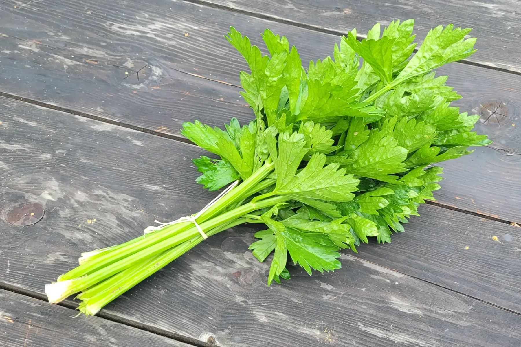 bouquet de céleri feuille bio