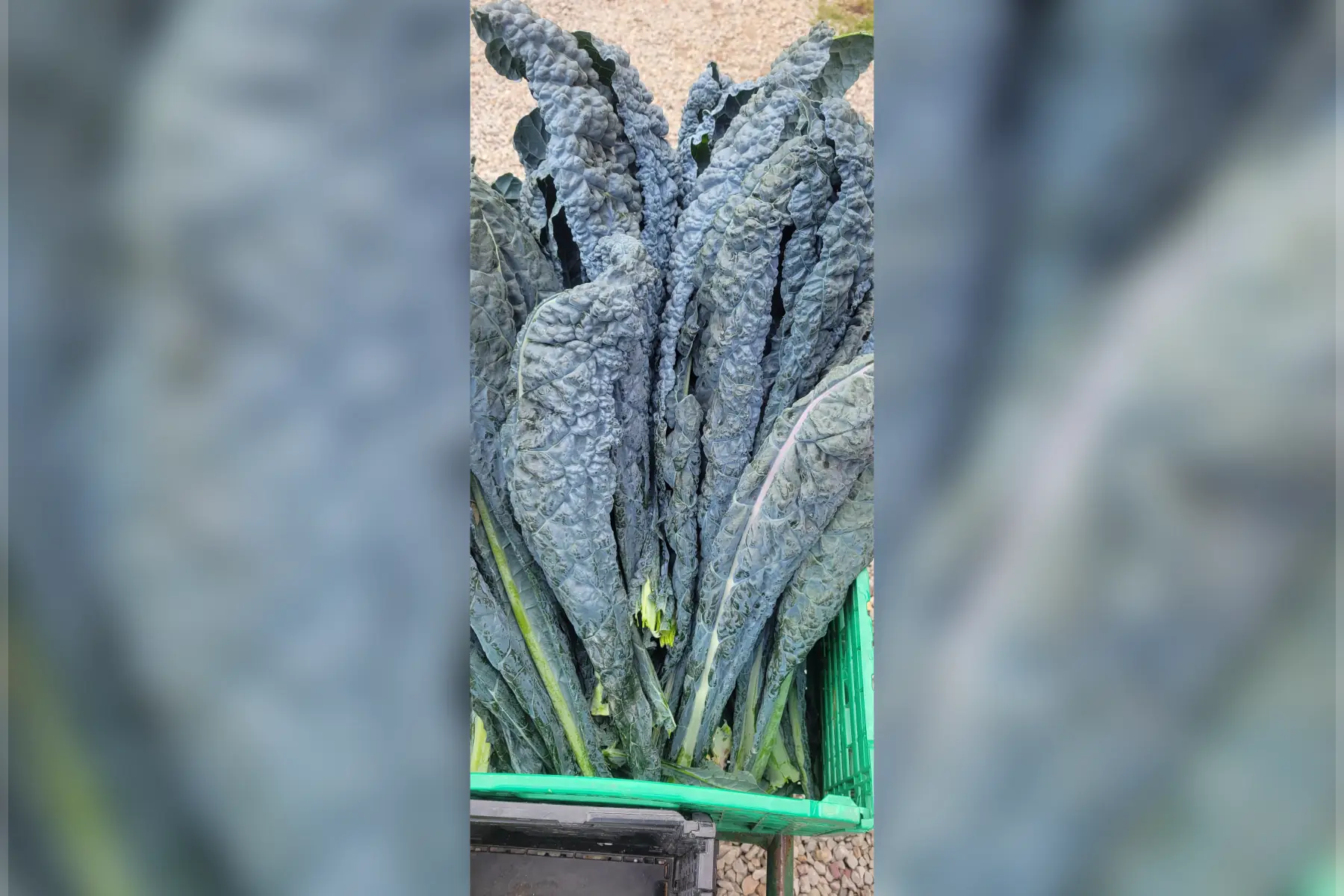 La Fermette des Marais