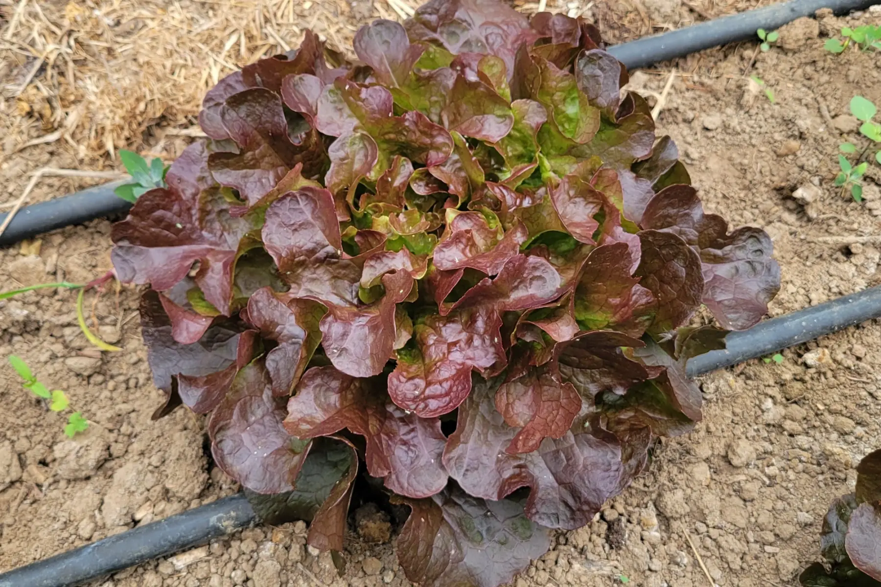salade feuille de chêne rouge bio