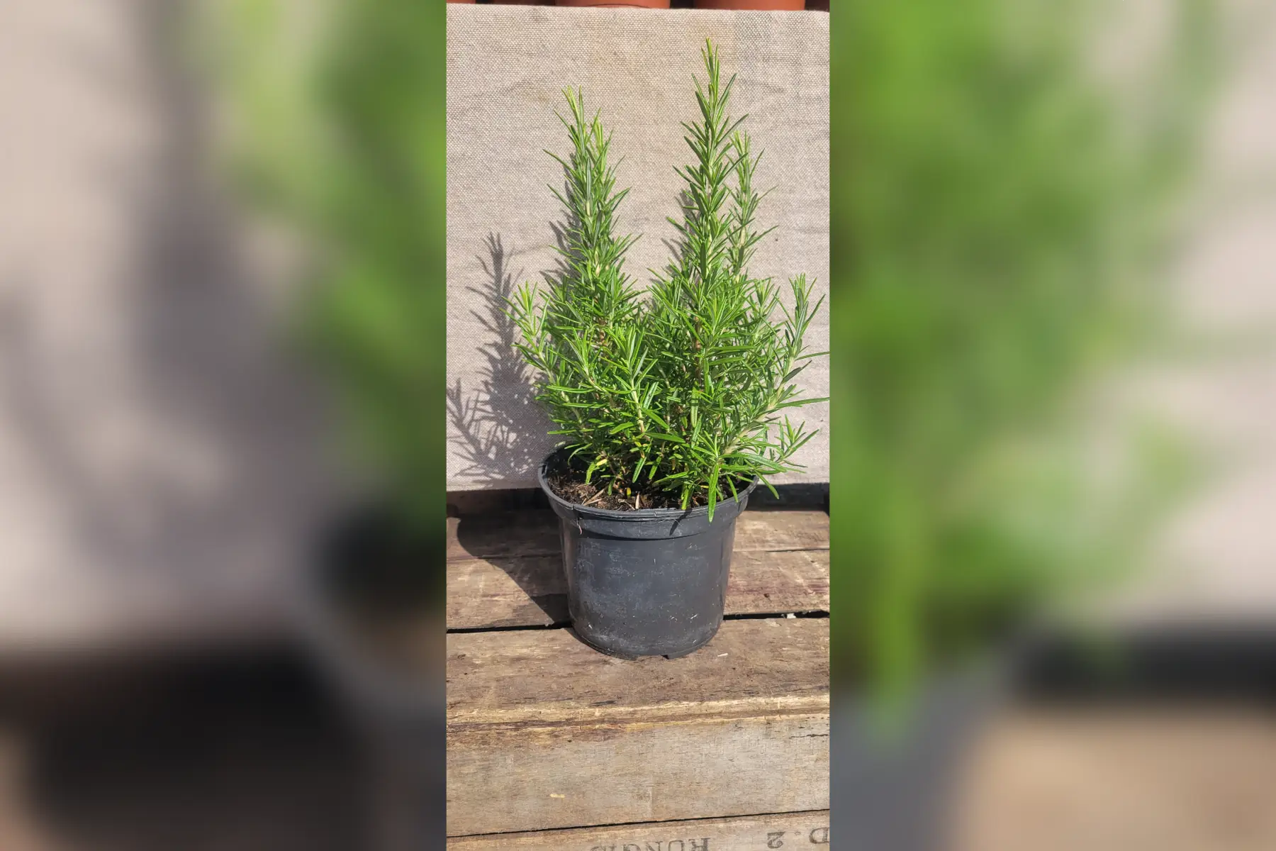 plant de romarin bio