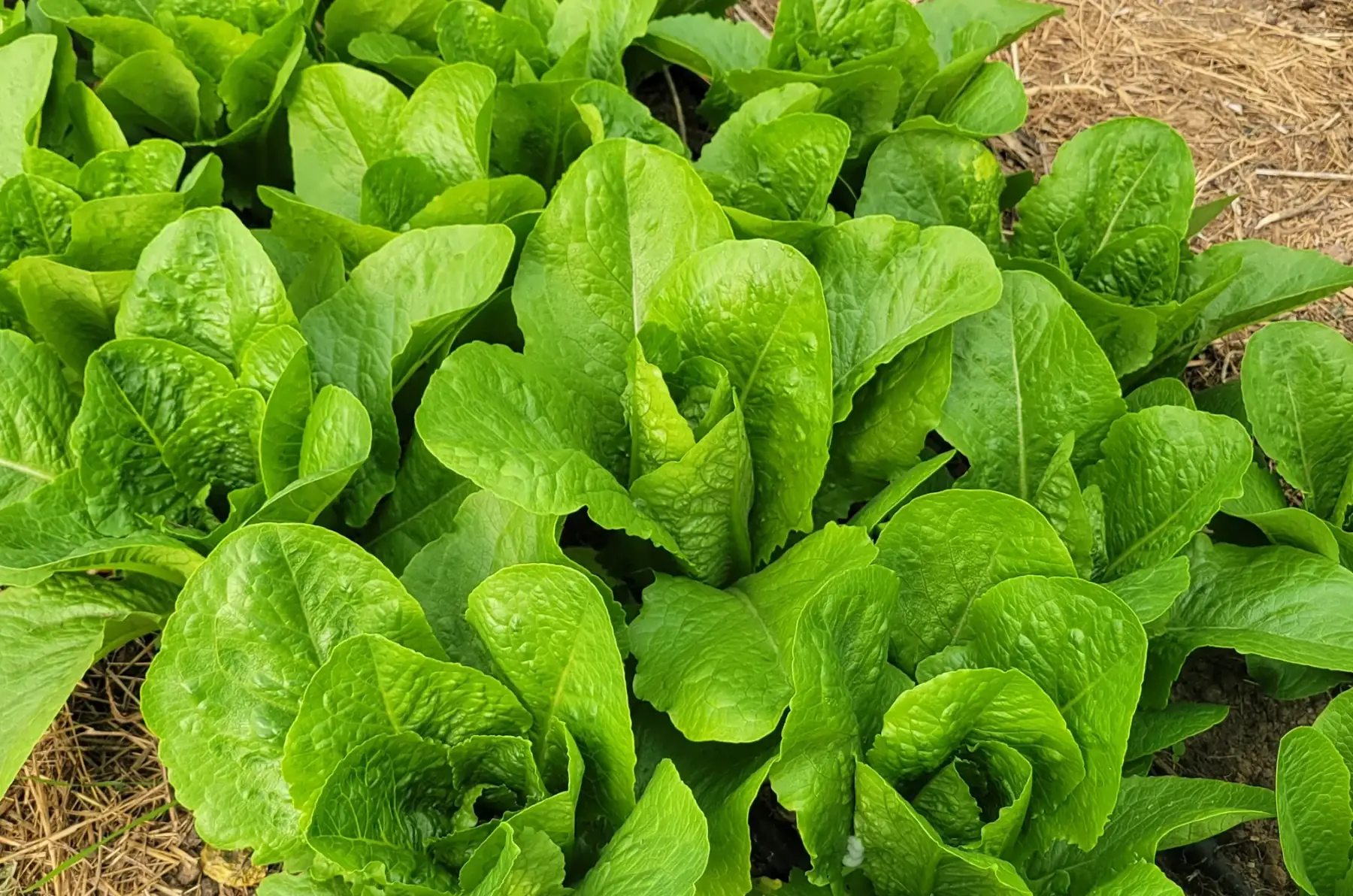petite salade sucrine romaine bio