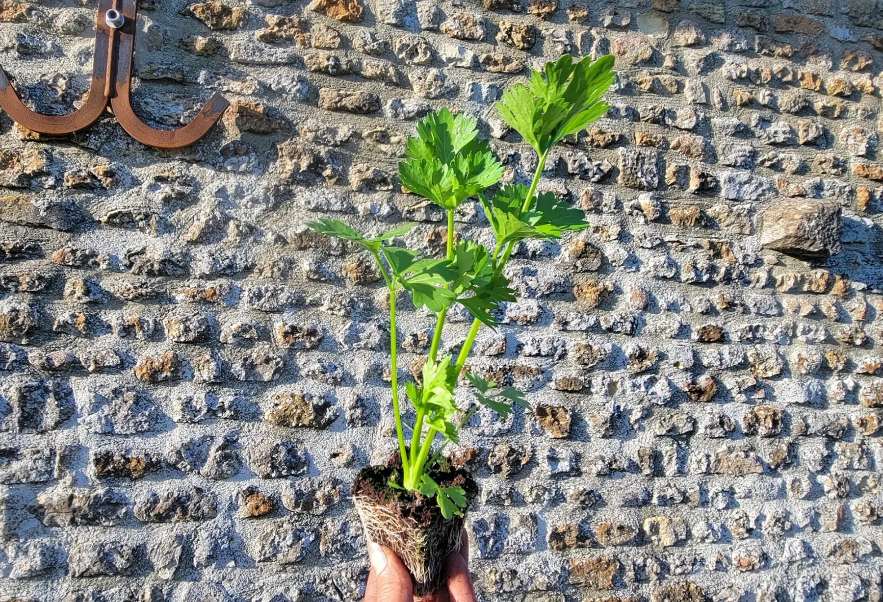 plant de céleri branche bio