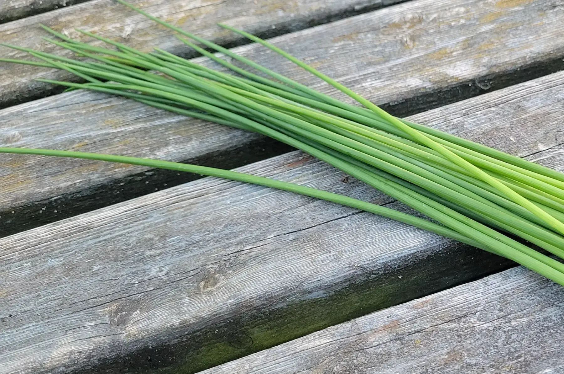 botte de ciboulette bio