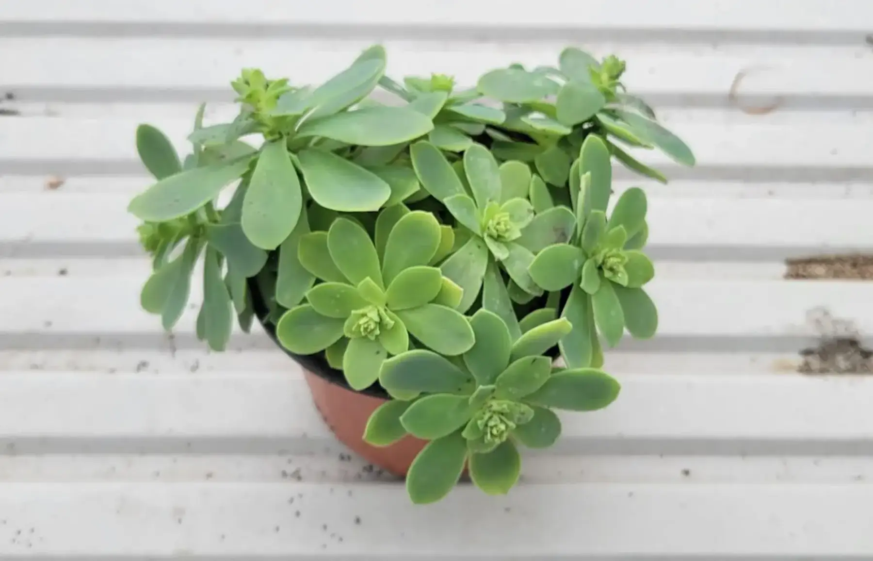 PROMO - Plante grasse 5