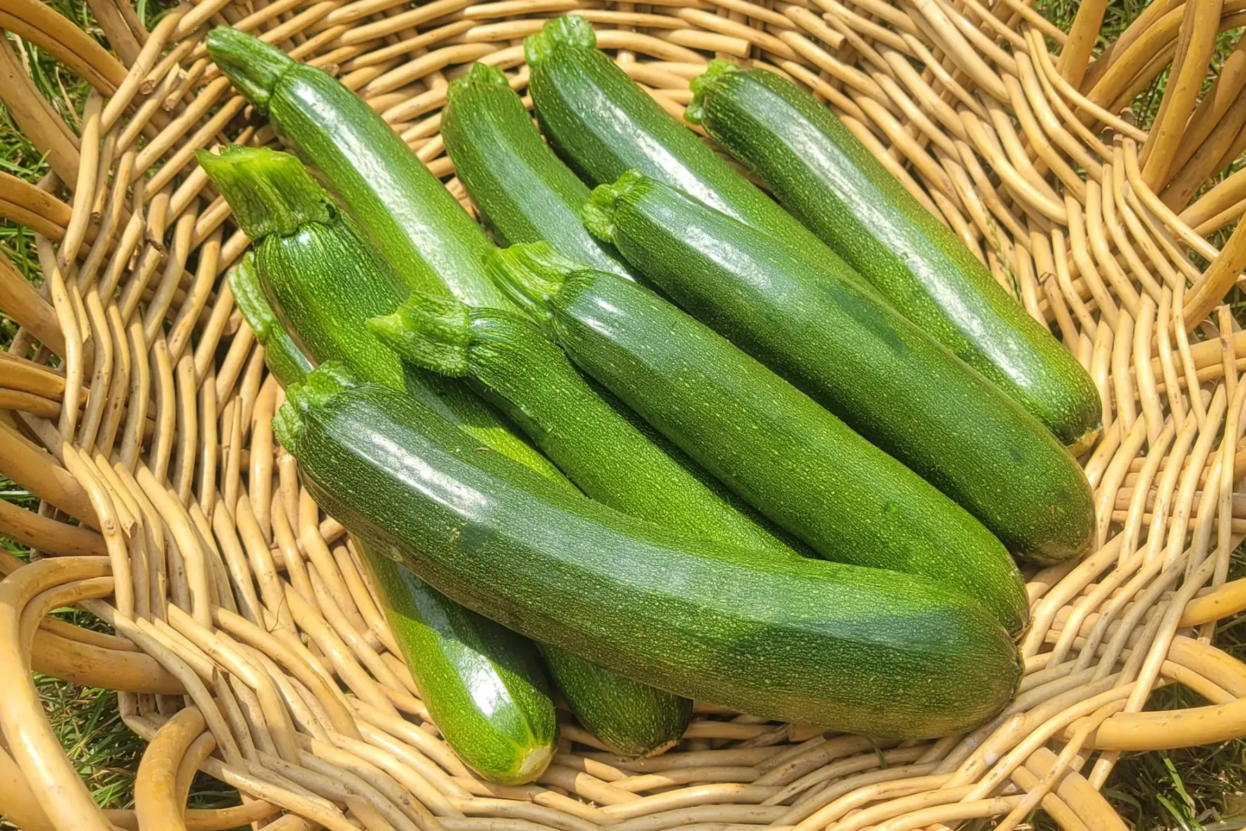 courgettes vertes bio