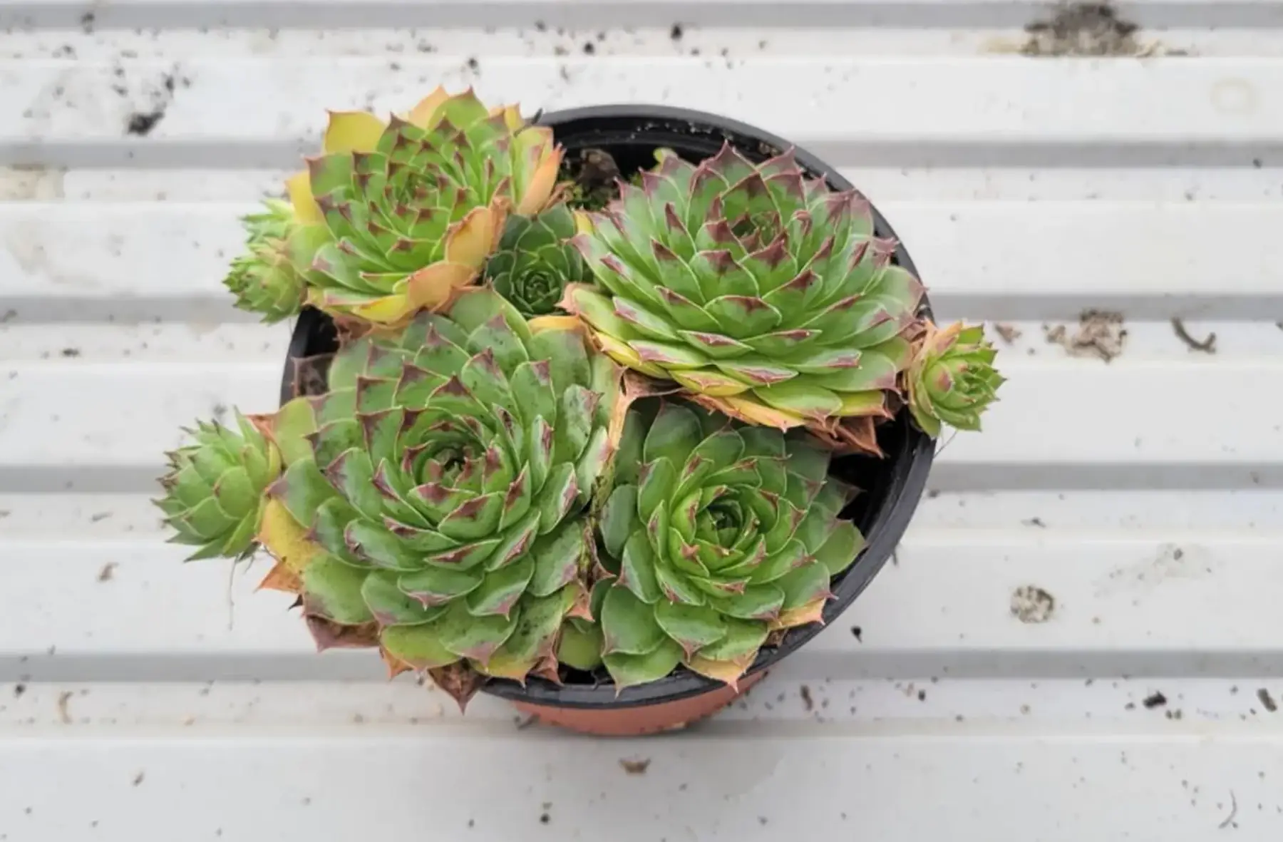 PROMO - Plante grasse 1