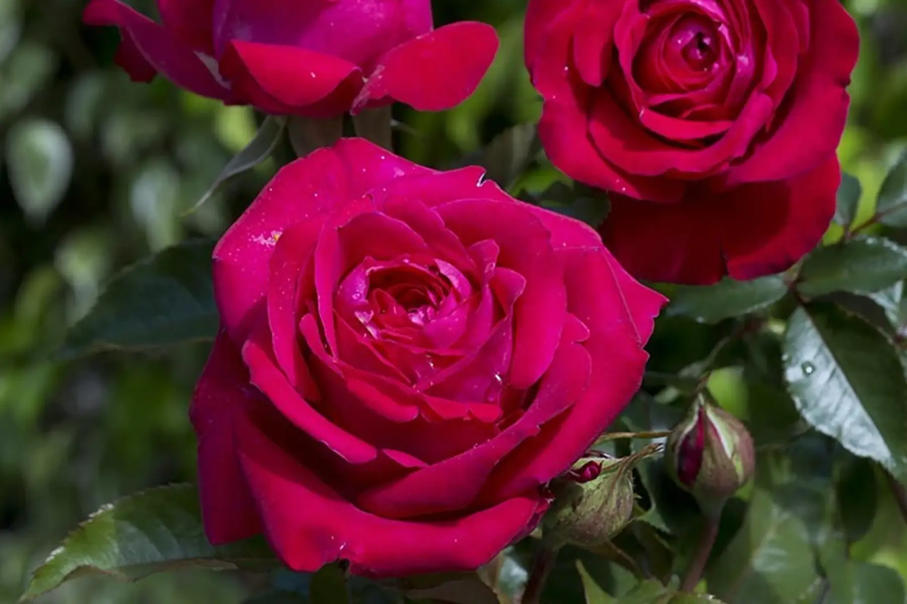 PROMO - Rosier Rose Foncé