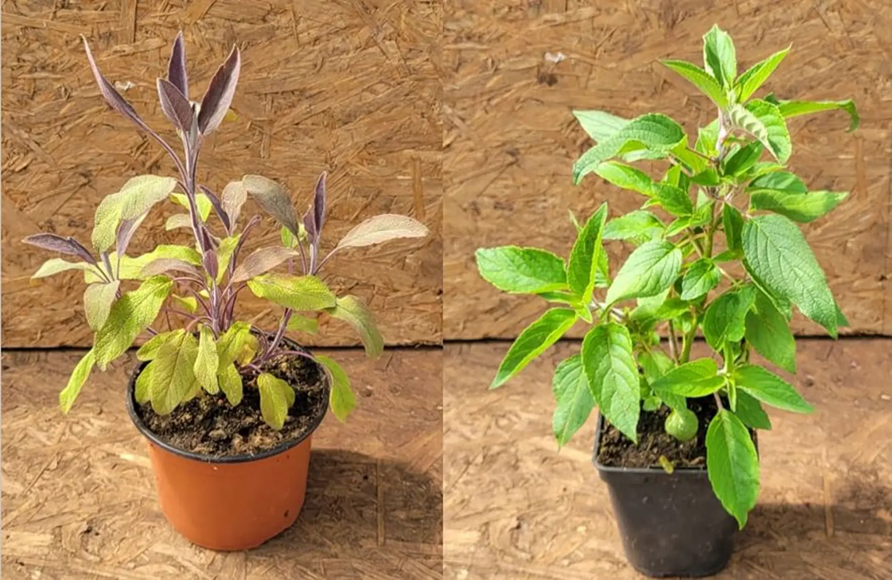 plant de sauge bio - violette ou ananas