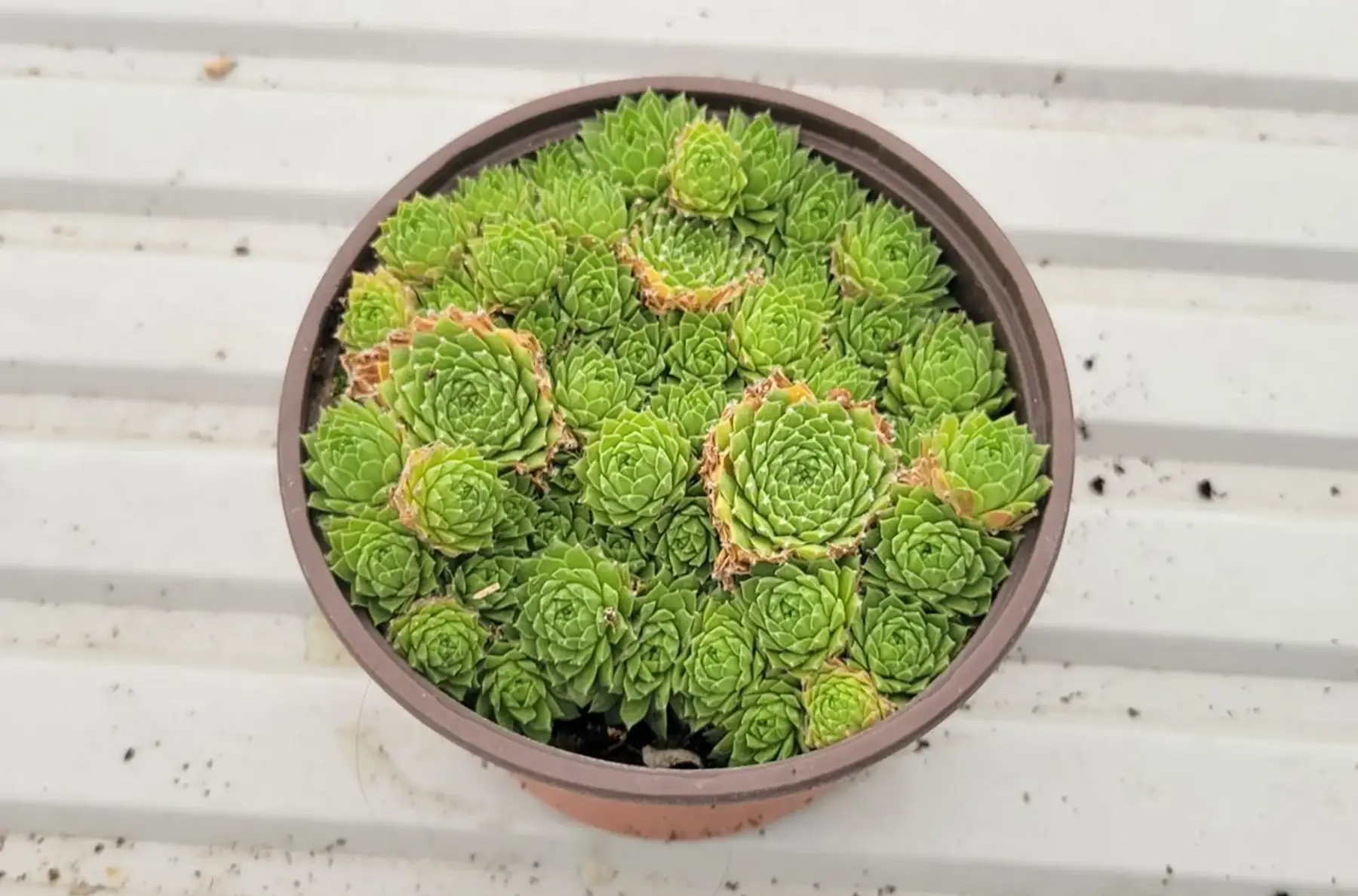 PROMO - Plante grasse 7