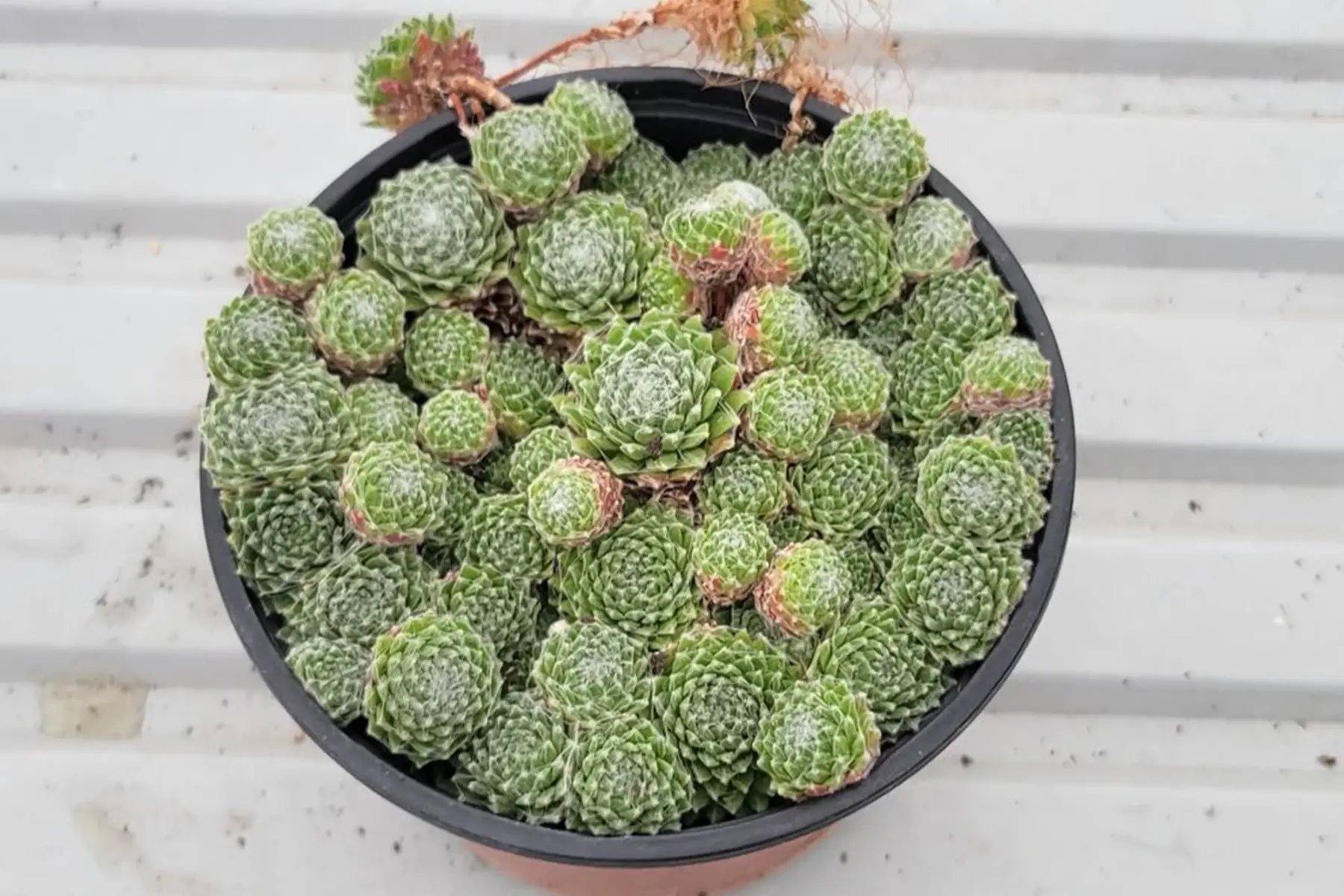 PROMO - Plante grasse 6