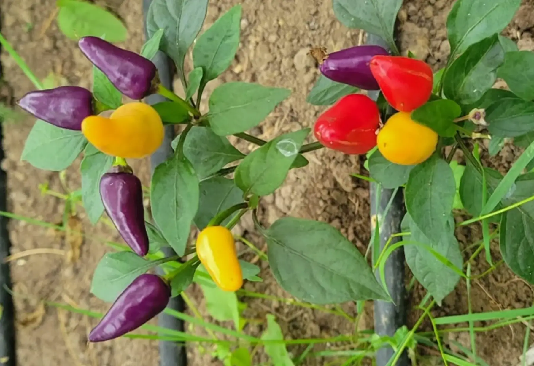 piment rouge aurora bio - petit mais très piquant !