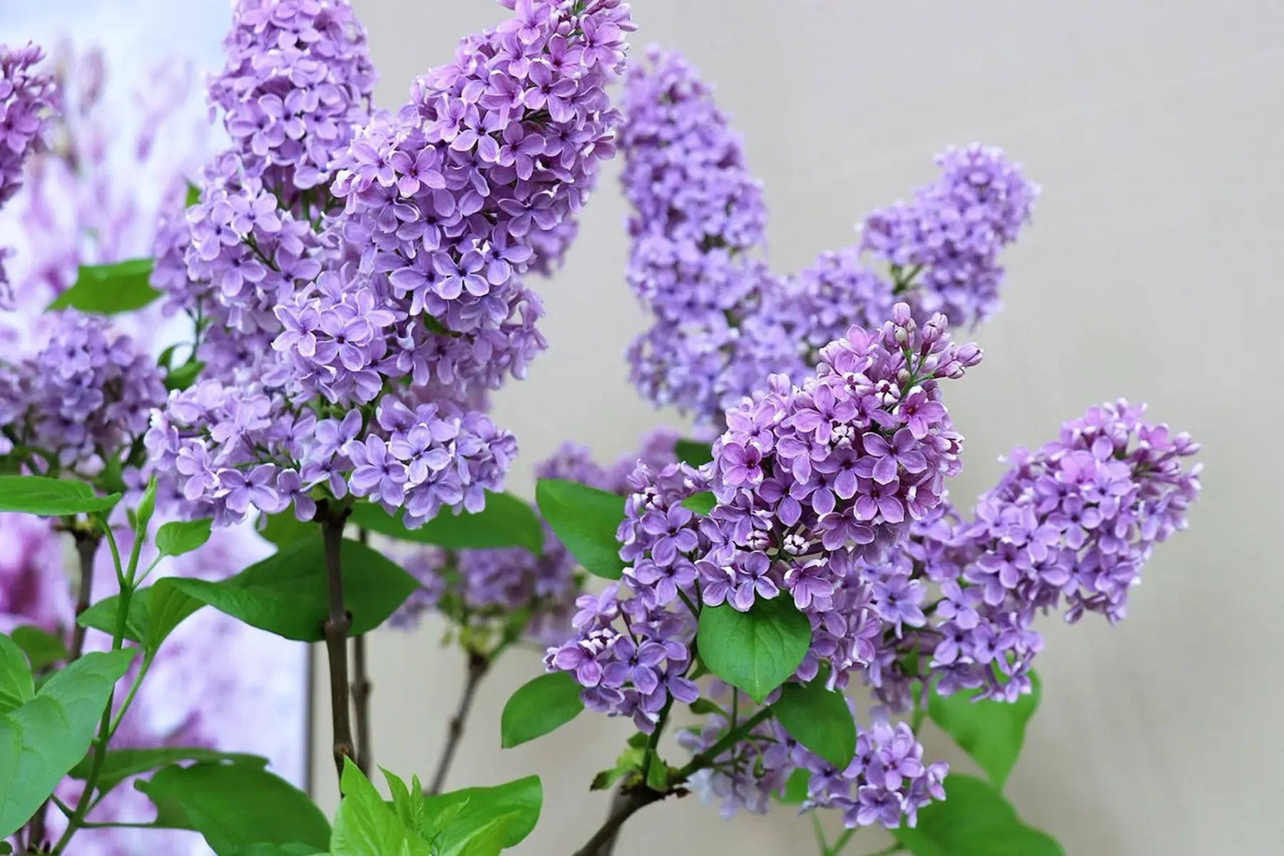 PROMO - Lilas Mauve