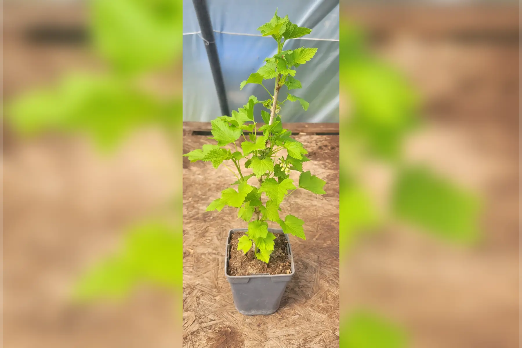 Plant cassis bio