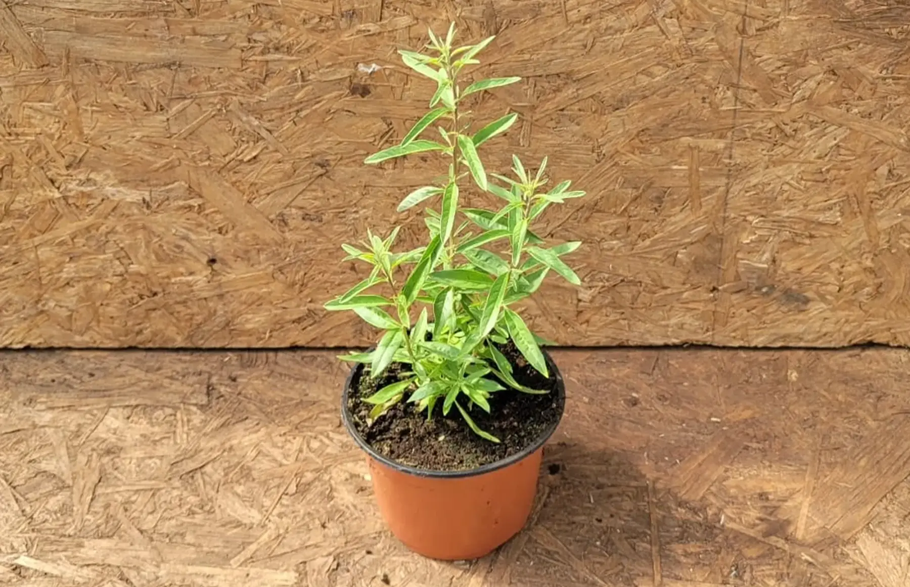 plant de verveine d'argentine bio