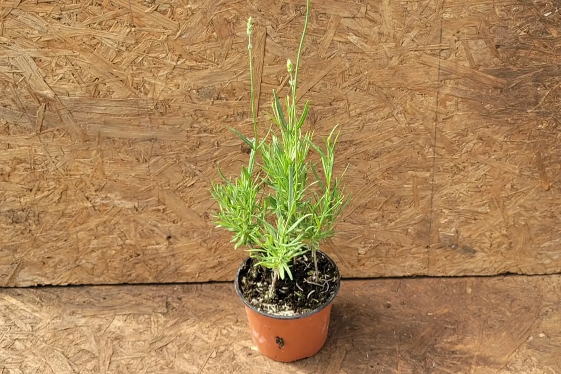 plant de lavande bio