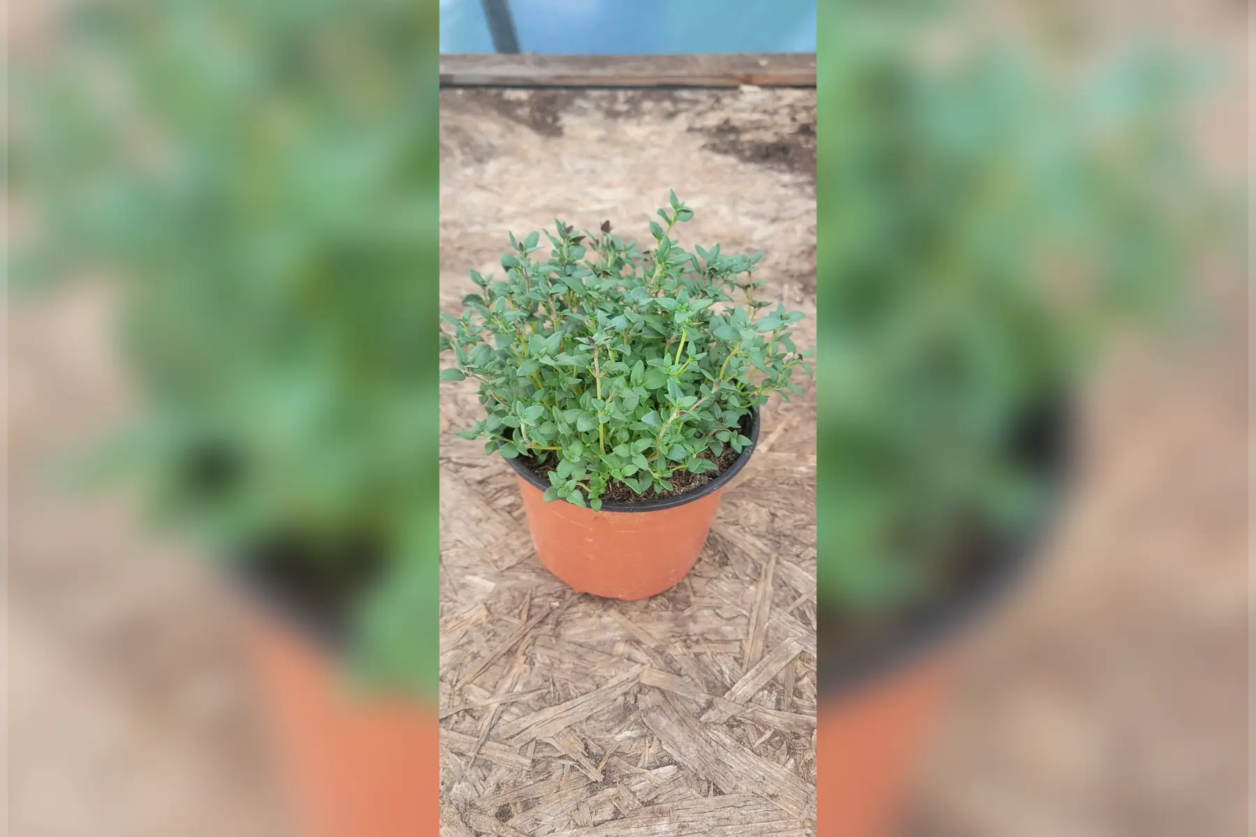 Plant de thym bio