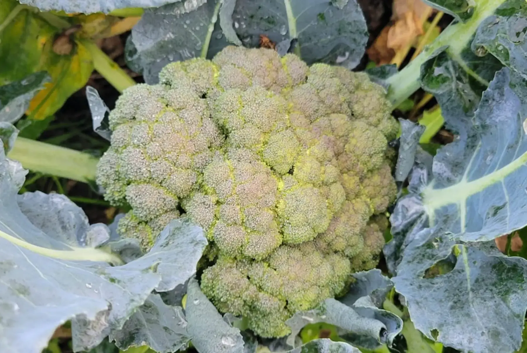 brocoli bio