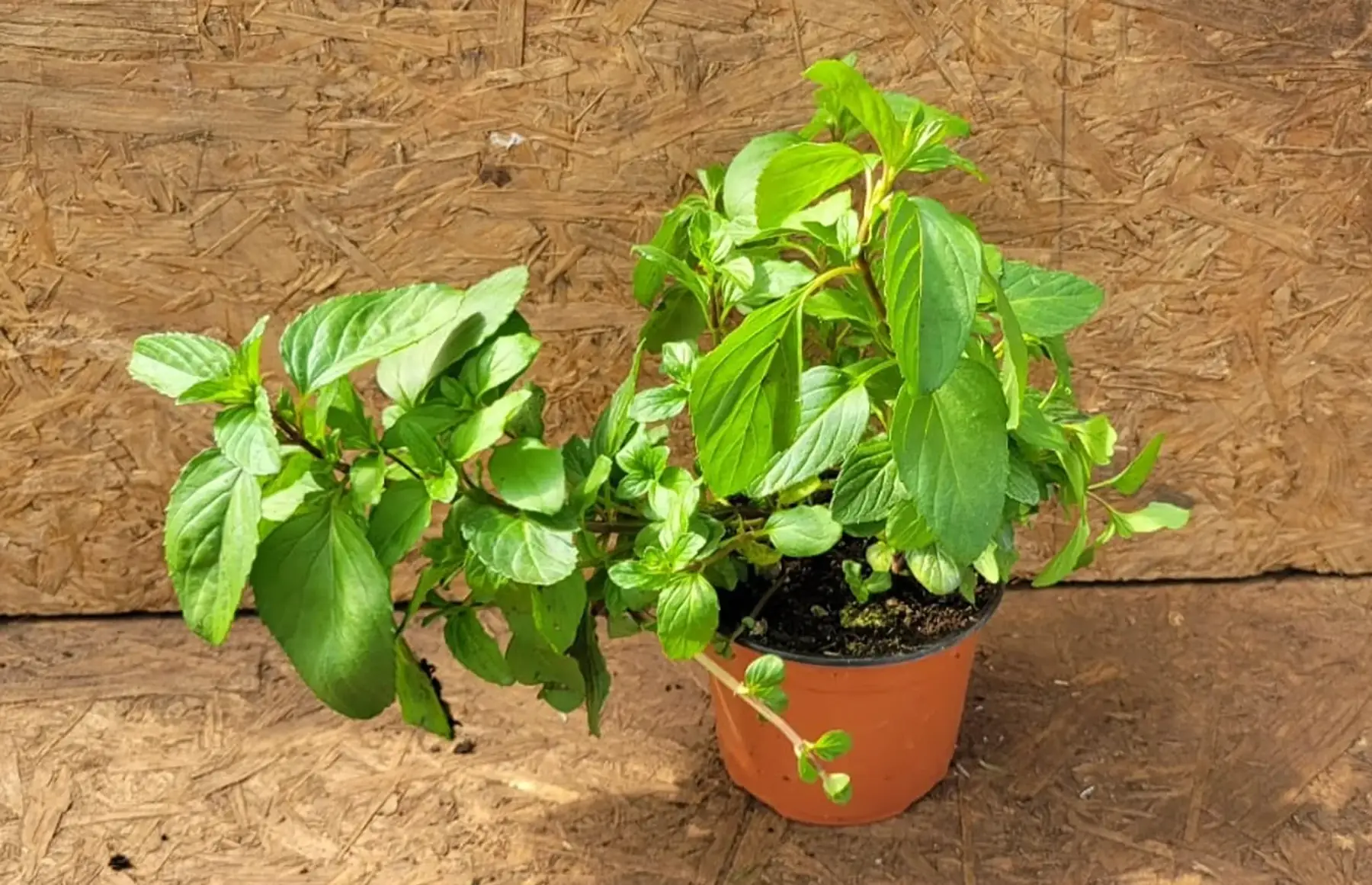 plant de menthe bergamote bio