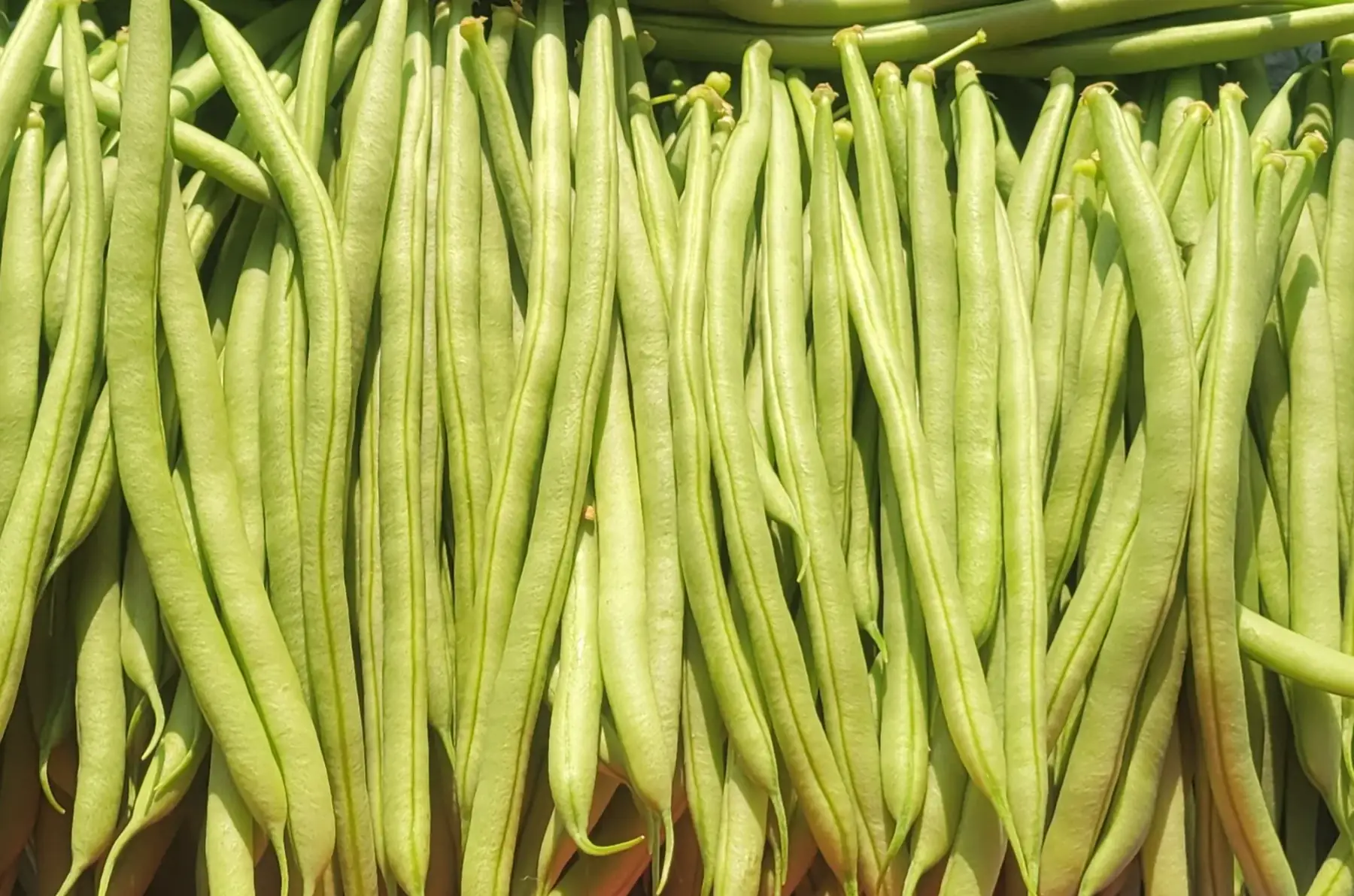 haricots verts bio