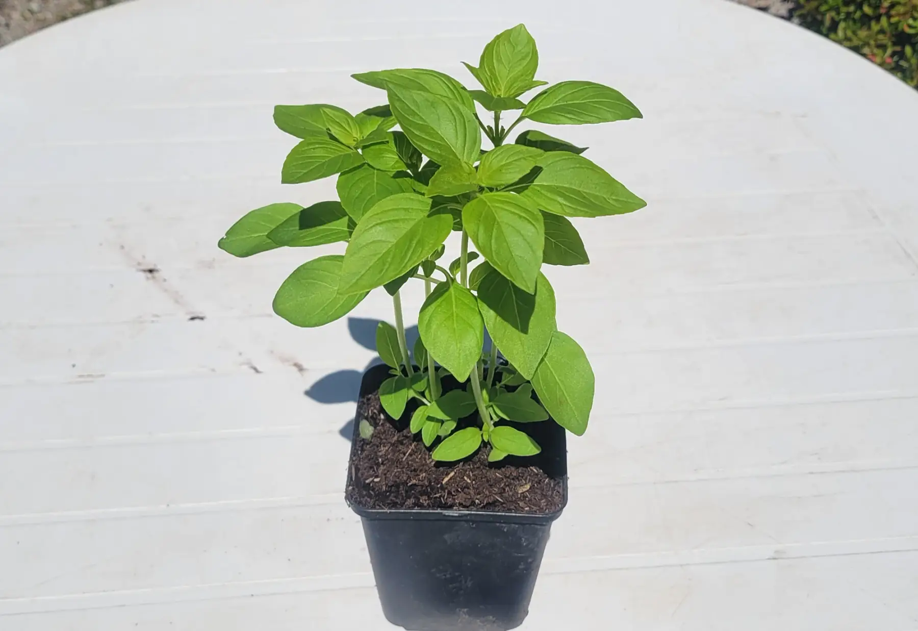 plant de basilic citron bio
