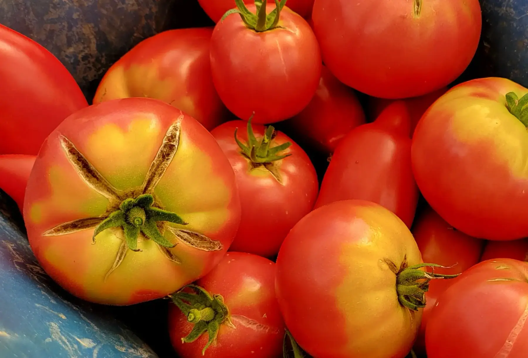 tomates anciennes à coulis/ratatouille