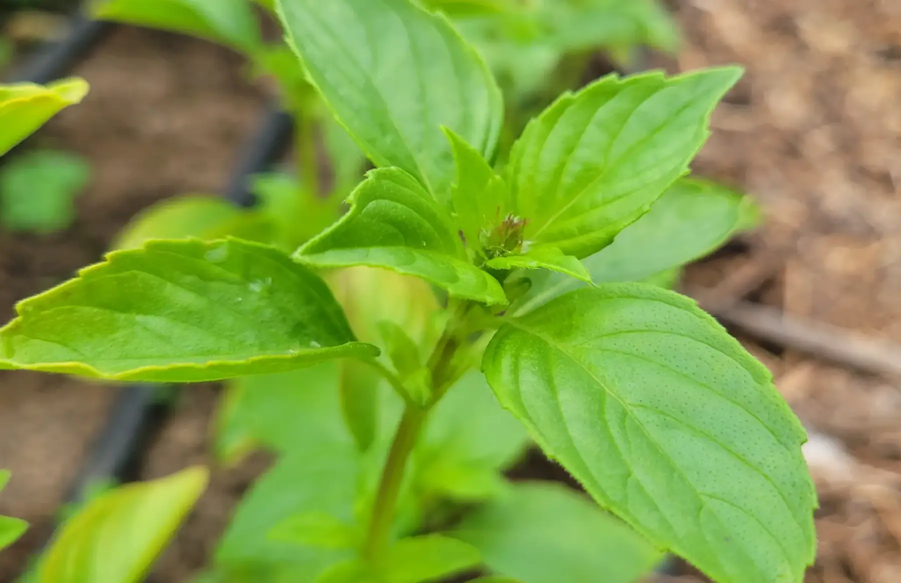 bouquet de basilic citron bio