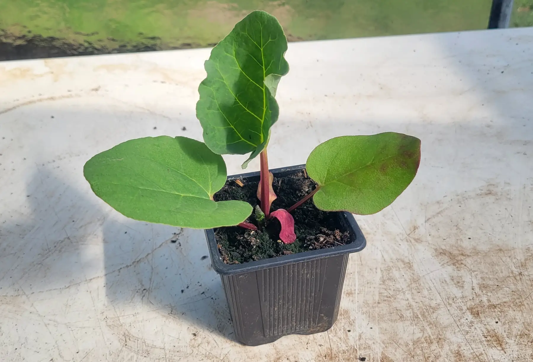 plant de rhubarbe bio