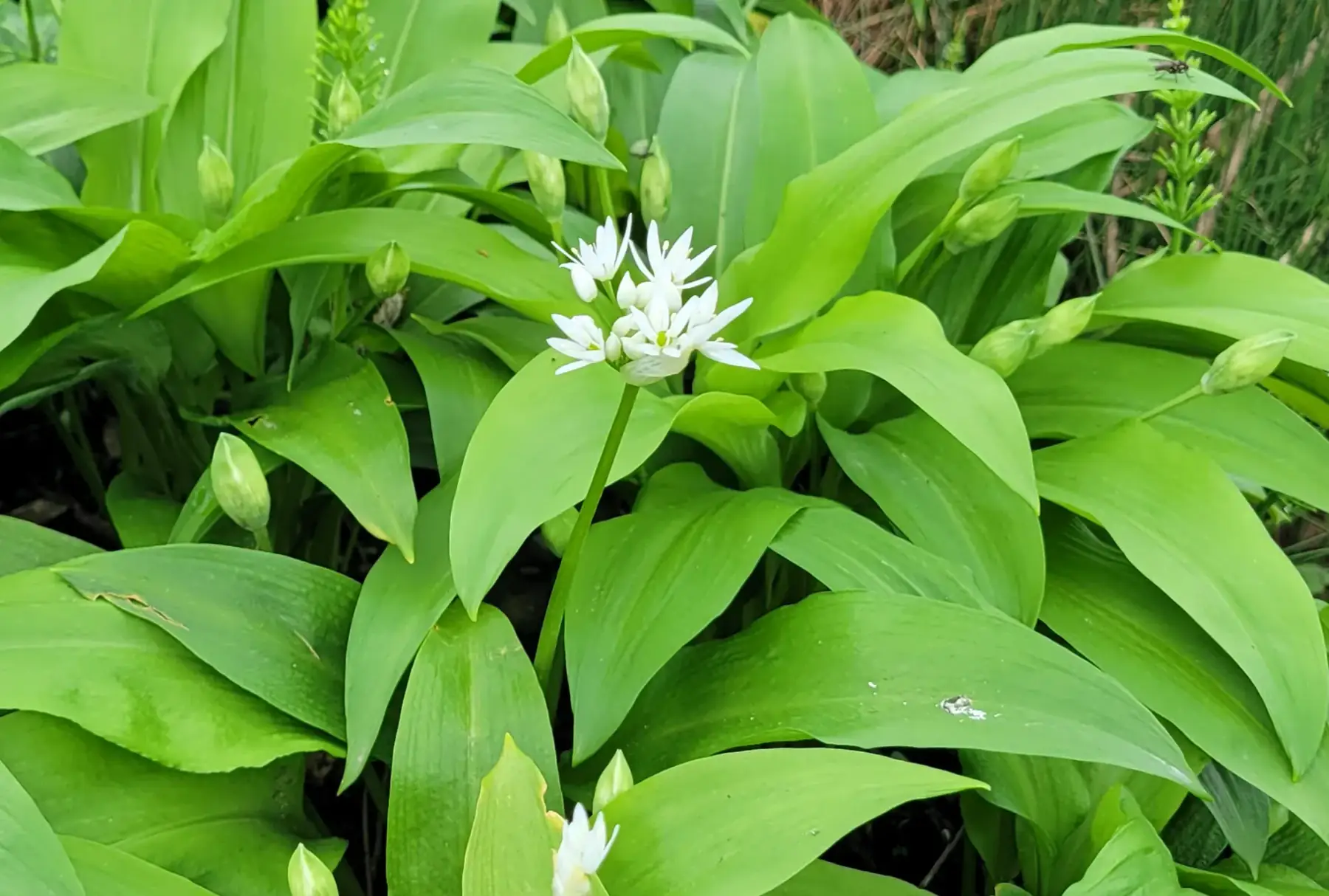 ail des ours (bouquet)